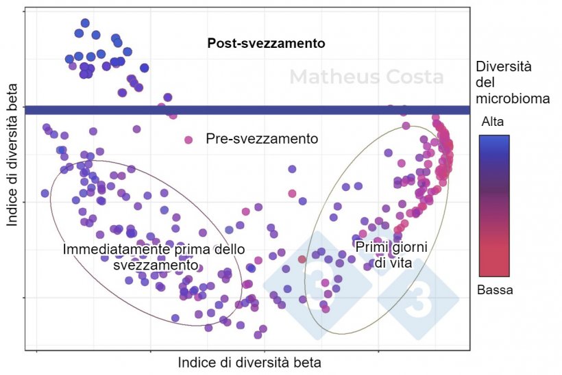 Figura 1. Grafico a dispersione che mostra le associazioni tra la composizione del microbioma dei suini durante i primi giorni di vita (0-7 giorni), immediatamente prima dello svezzamento (21 giorni) e dopo lo svezzamento (100 giorni). Il cambiamento maggiore si osserva tra i campioni pre-svezzamento e post-svezzamento. La diversità alfa raggiunge il picco dopo lo svezzamento (indicato come "diversità del microbioma").